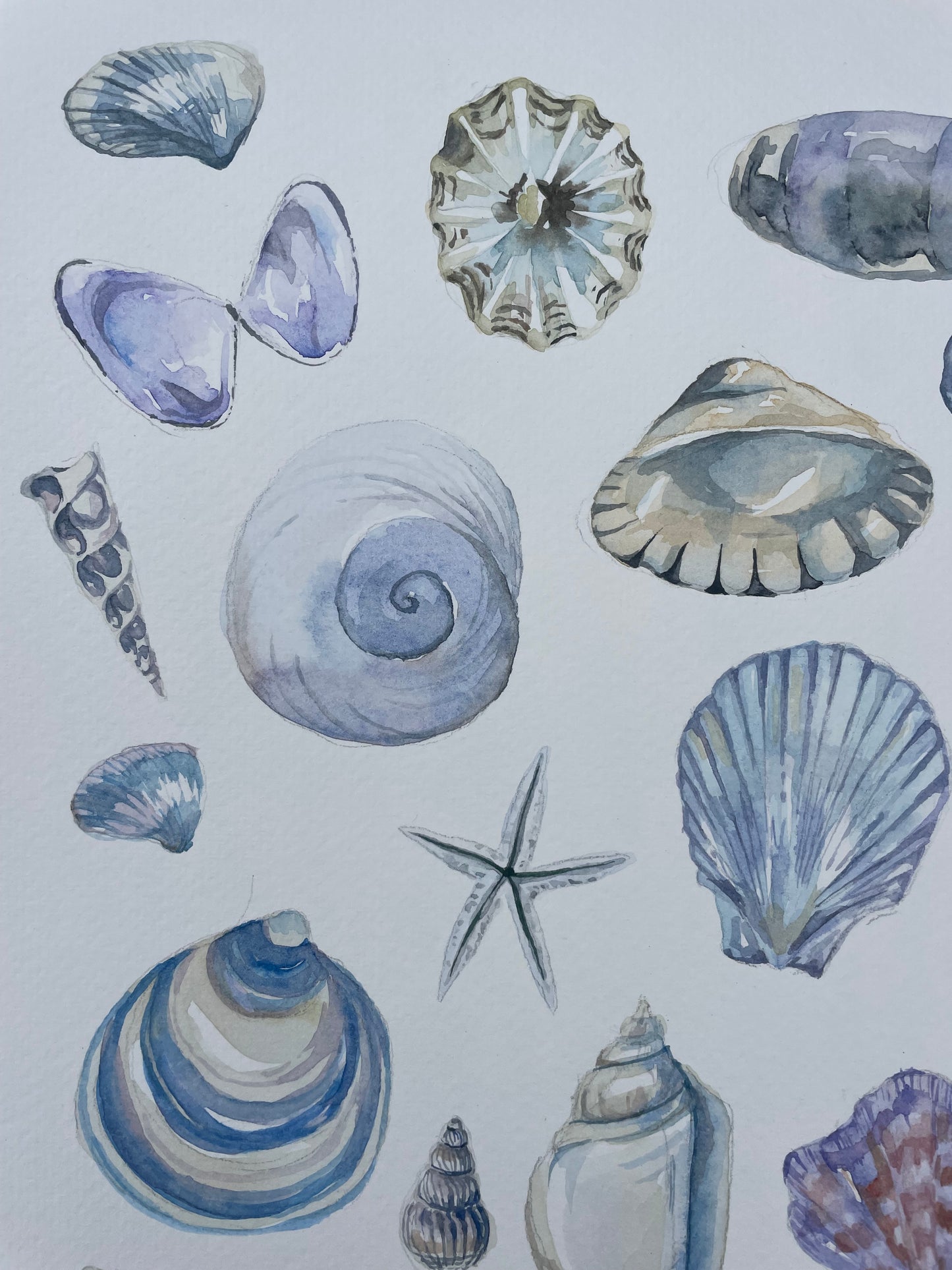 Shells ~ blue