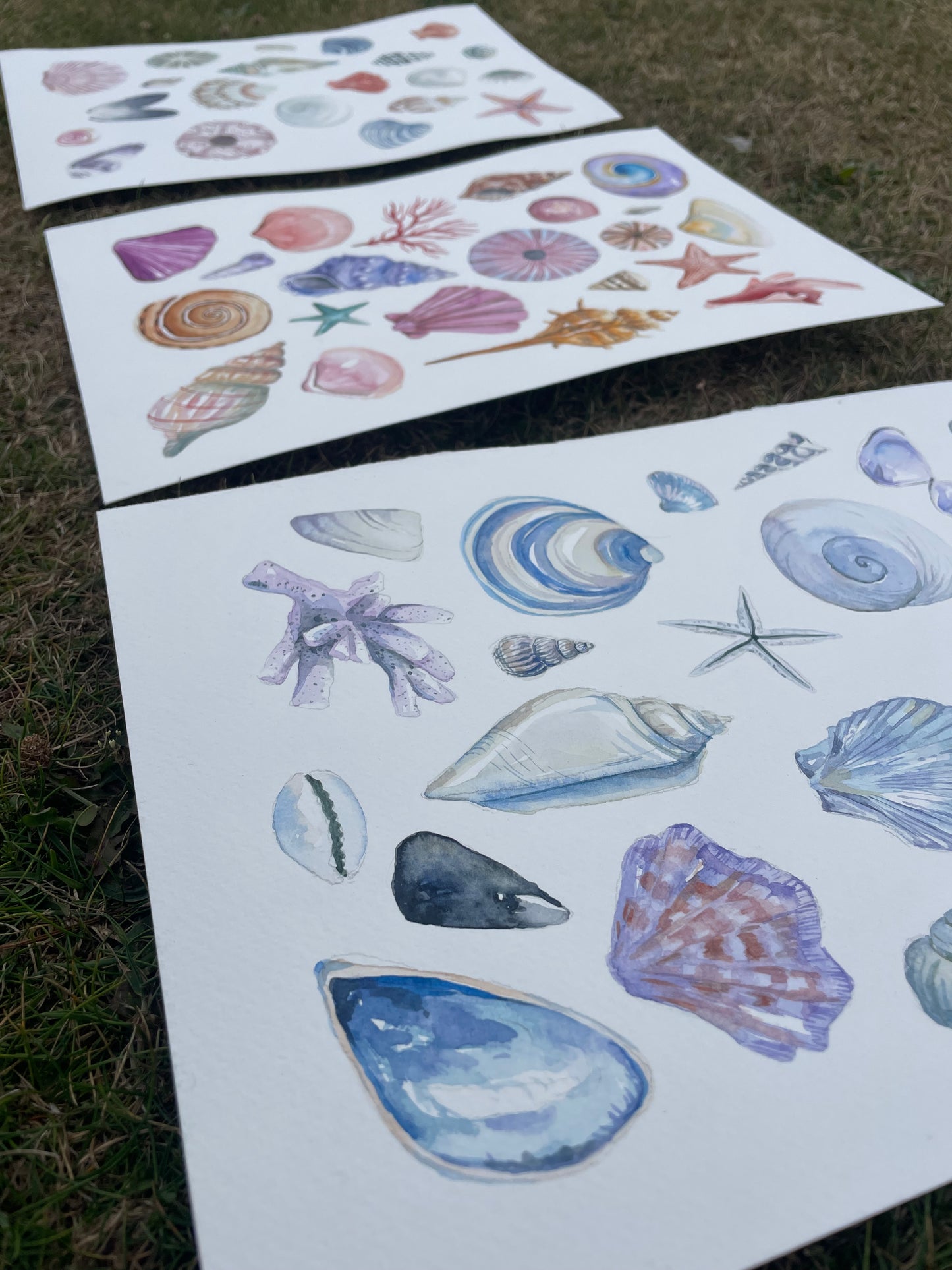 Shells ~ blue