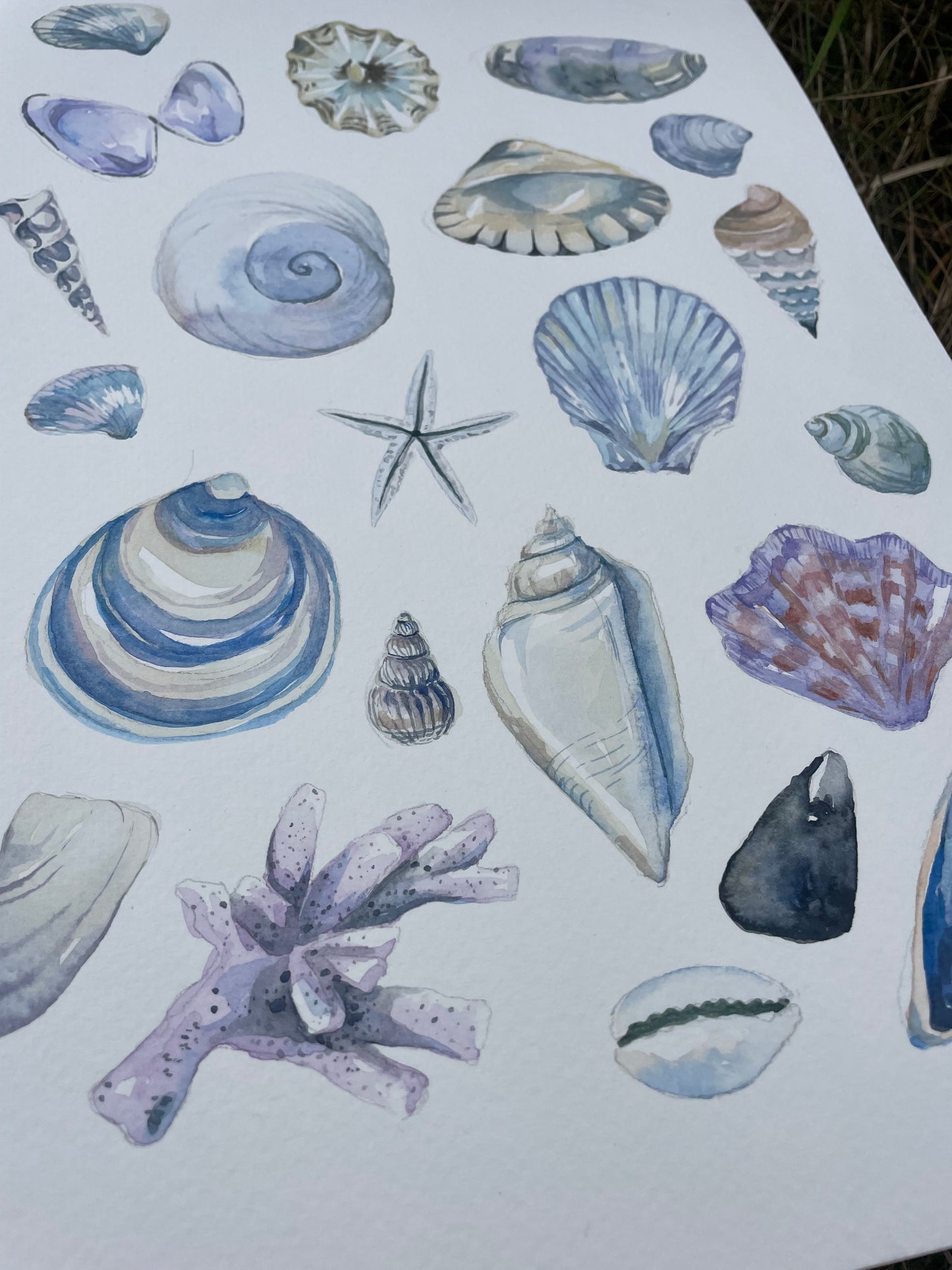 Shells ~ blue