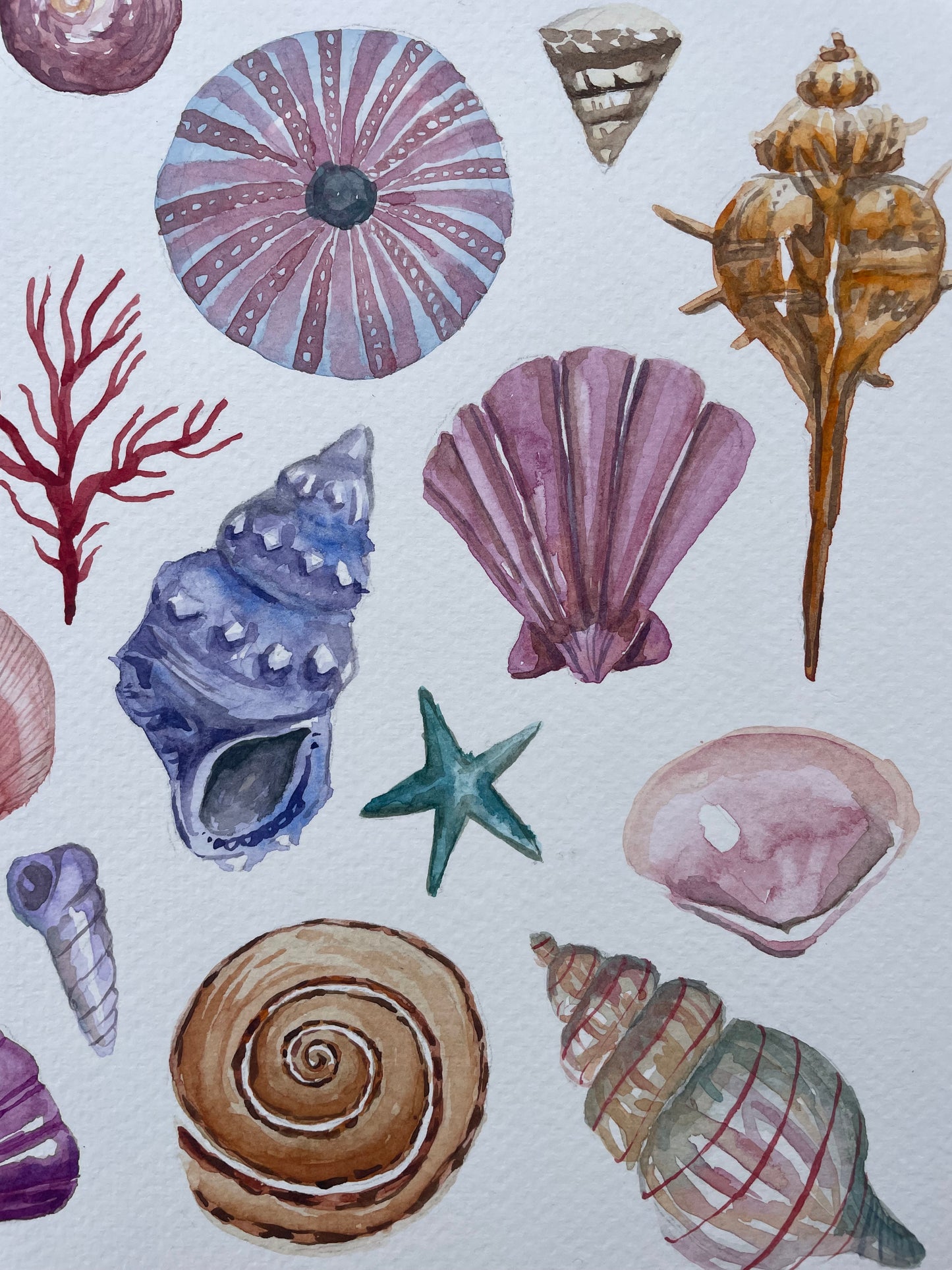 Shells ~ vibrant