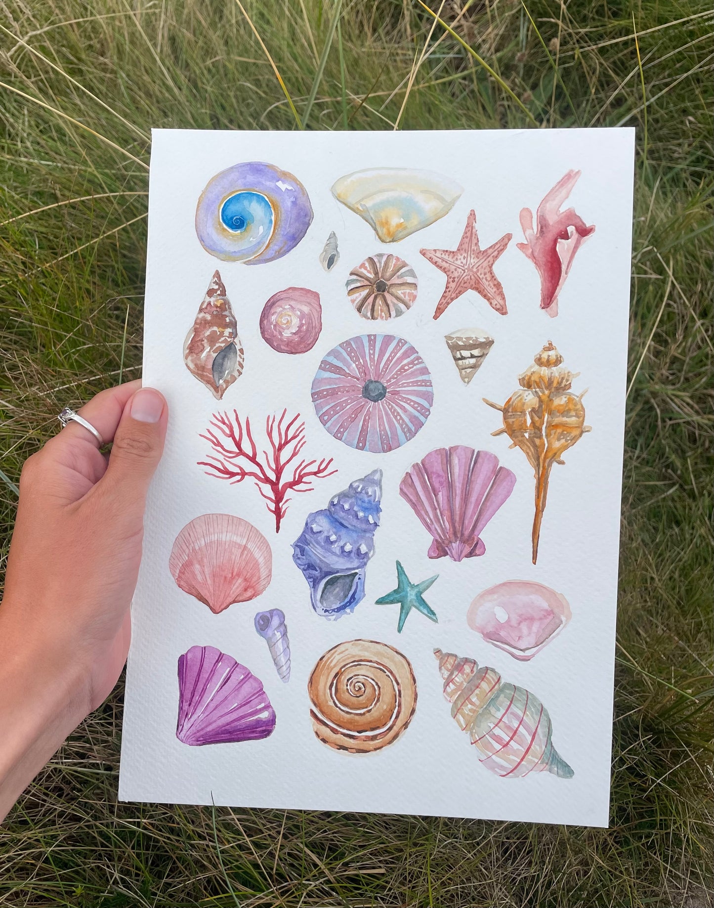 Shells ~ vibrant