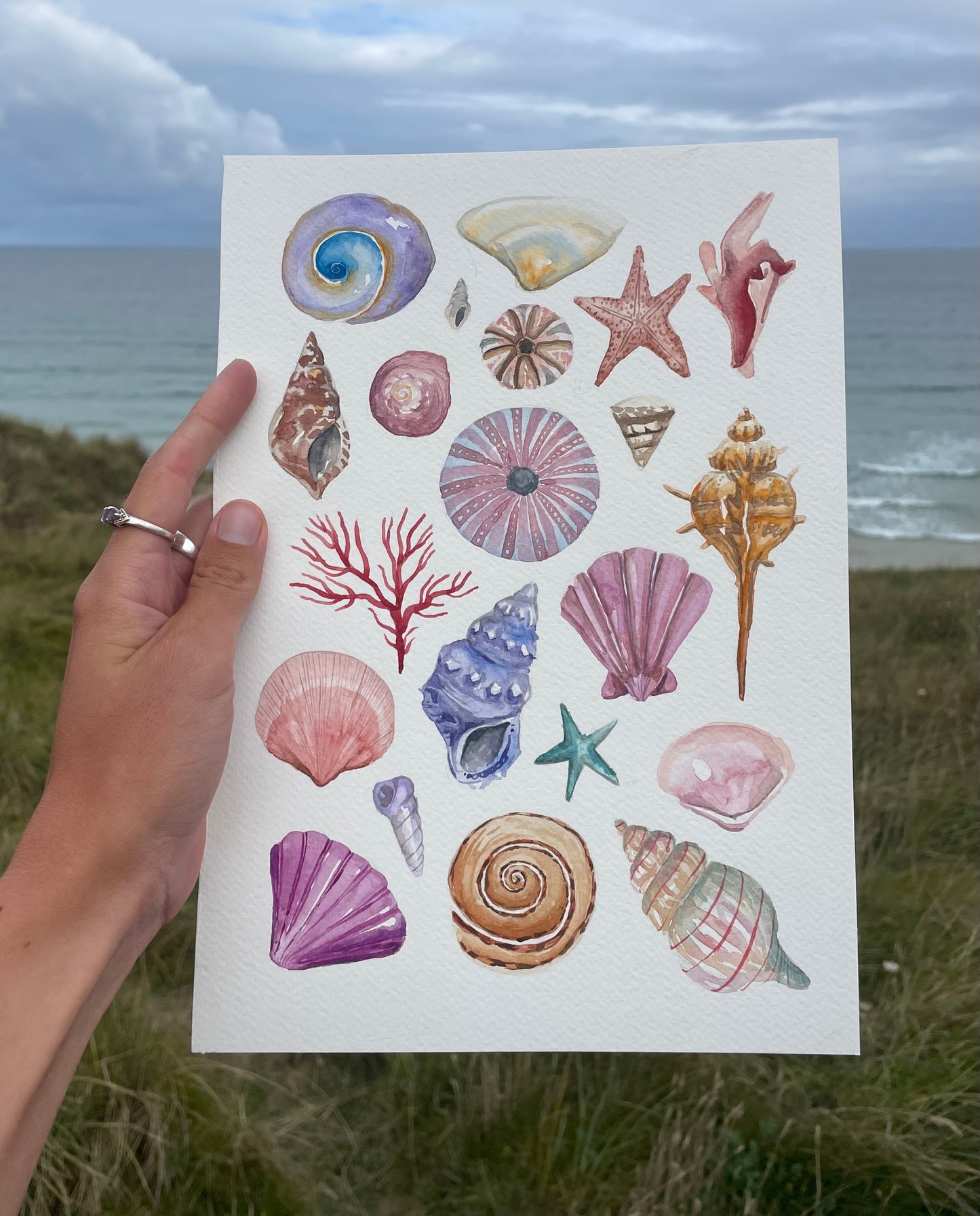 Shells ~ vibrant
