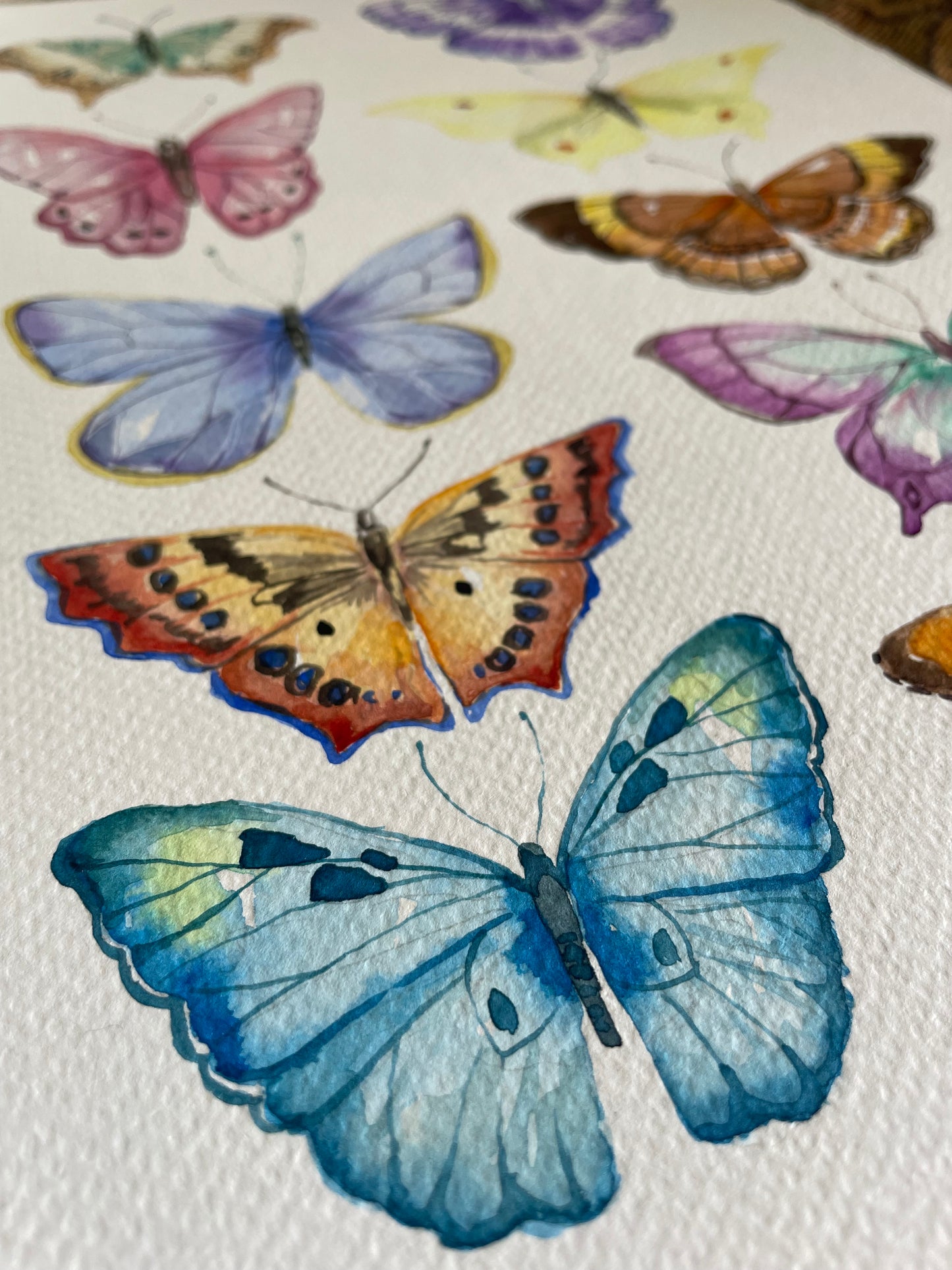 Butterflies