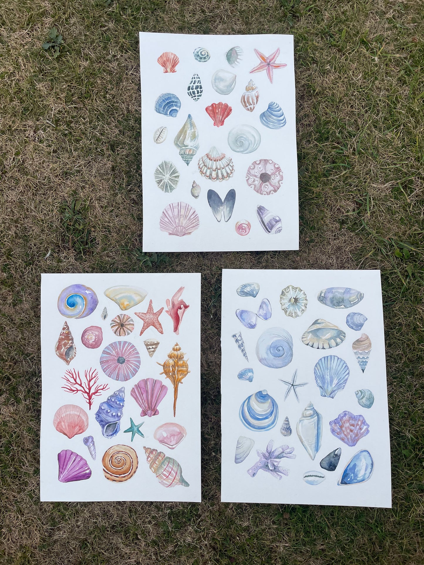 Shells ~ blue