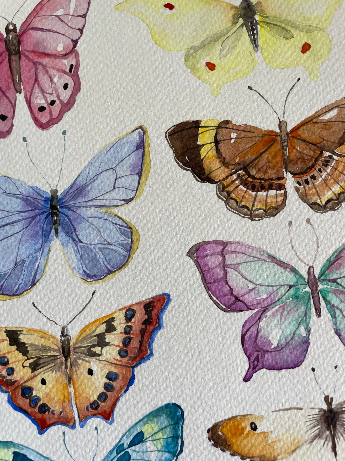 Butterflies