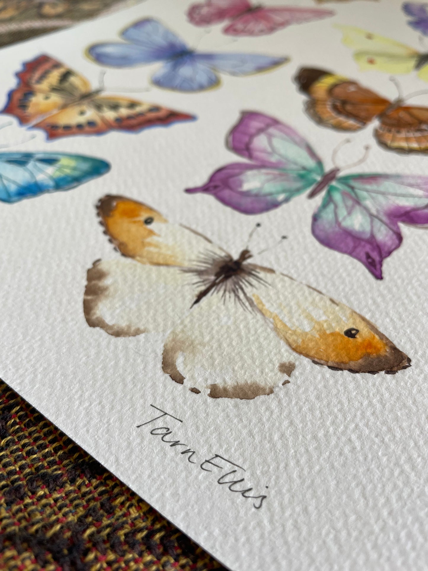 Butterflies