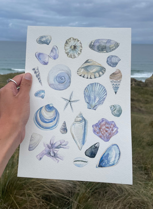 Shells ~ blue