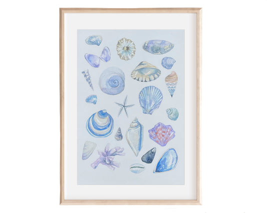Shells ~ blue